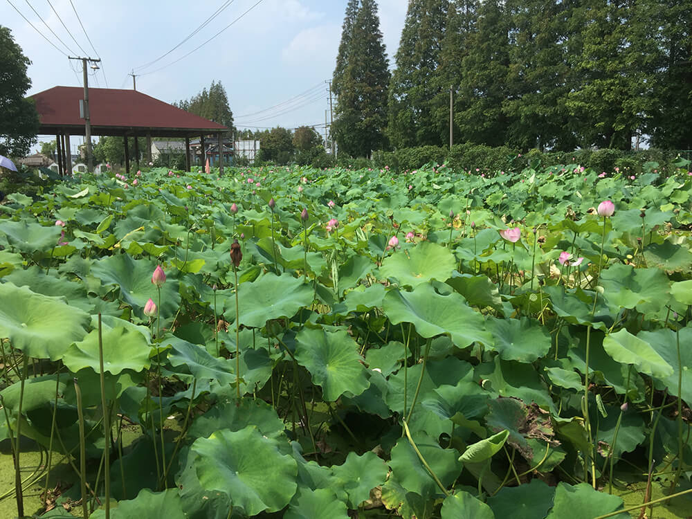 京申有機農(nóng)場